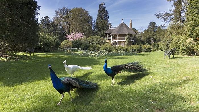 Shuttleworth-Swiss-Garden-and-peacocks700pxw